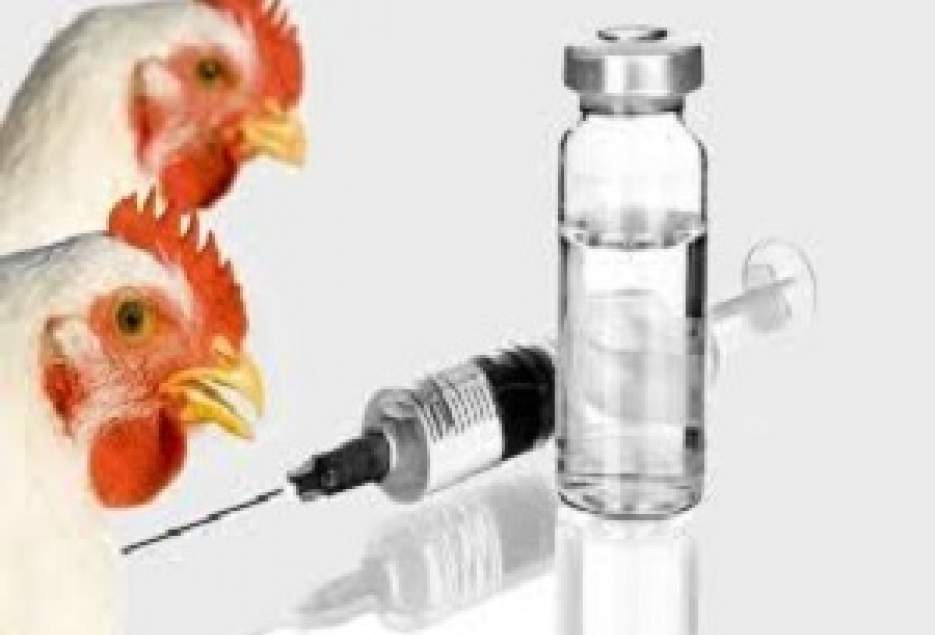 همه مرغداری‌های استان قم در برابر آنفولانزا واکسینه شدند