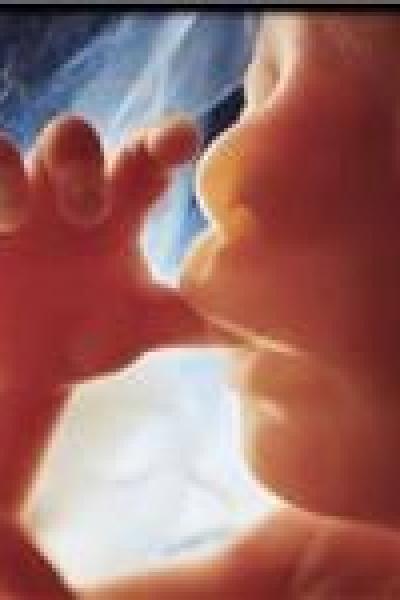 برخورداری جنین آزمایشگاهی از شخصیت حقوقی