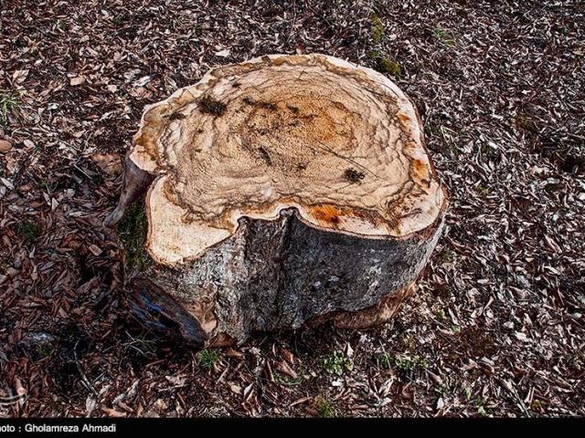 مشکل دریافت خسارت قطع درختان در شهر شهر قم تعیین تکلیف گردید