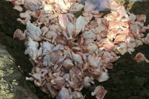 کشف ۵ تن گوشت مرغ فاسد در قم – پایگاه خبری شهرکریمه | اخبار ایران و جهان