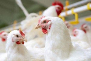 شهرکریمه – تلفات مرغ گوشتی در قم ۲.۵ درصد کاهش یافته است