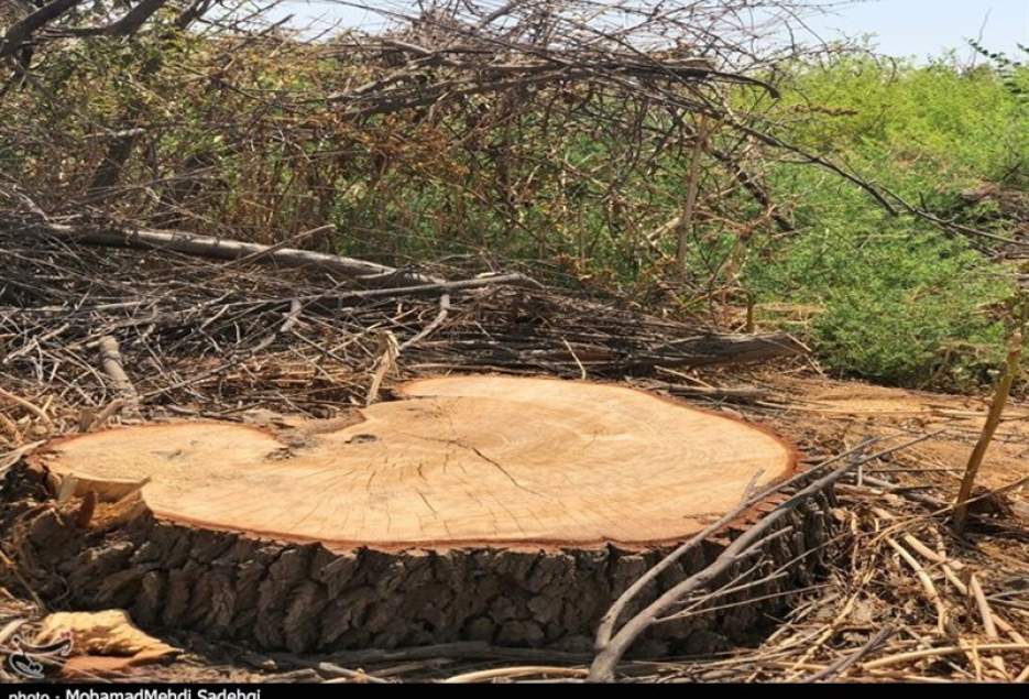 شهرکریمه – انتقاد از تخریب باغات قم؛‌ با قطع درختان به‌شدت برخورد می‌شود