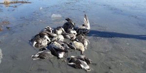 مجوز شکار پرندگان آبزی و کنار آبزی در قم صادر نمی‌شود
