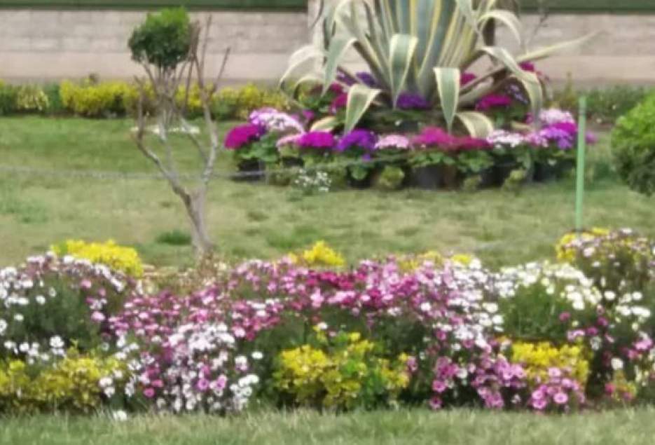 شهرکریمه – تولید بیش از ۱۶۴ هزار گلدان فصلی در منطقه دو