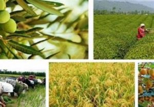 ثبت نام ۳ نفر از ۱۲هزار بهره بردار بخش کشاورزی برای تسهیلات کرونا – پایگاه خبری شهرکریمه | اخبار ایران و جهان