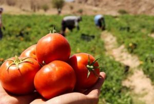 شهرکریمه – گوجه فرنگی از اوایل هفته آینده ارزان می شود