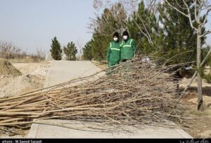 شهرکریمه – ۶۰۹۰ درخت مزین به نام شهیدان در بوستان یادمان قم کاشته می‌شود