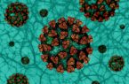 محققان به دنبال نابودی تمام جهش‌های کروناویروس|شهرکریمه