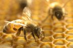 شهرکریمه – ظرفیت تولید عسل در قم رو به افزایش است
