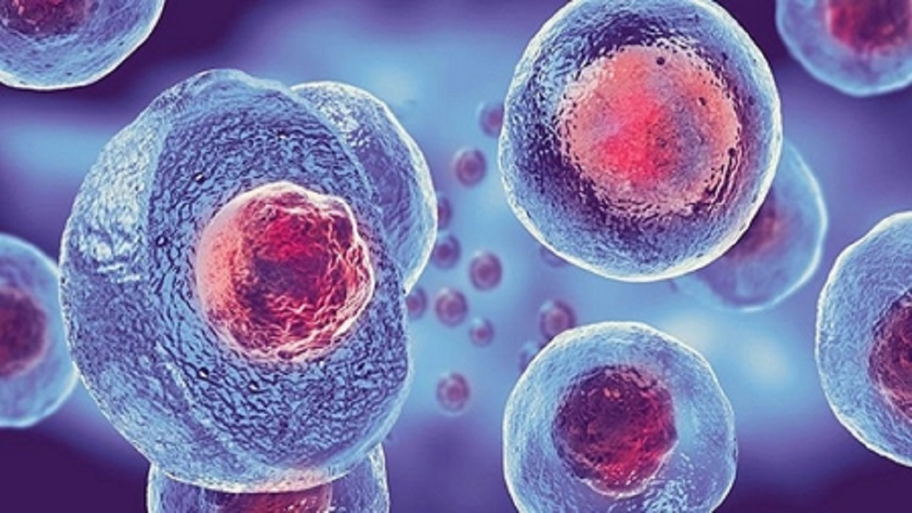 نقش سلول‌های بنیادی در درمان سرطان|شهرکریمه