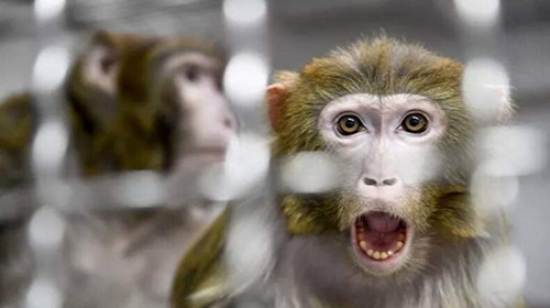 جنجال ژنتیکی جدید؛ تولد جنین ترکیبی انسان و میمون