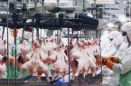 تولید ۷۰ هزار تُن گوشت مرغ در قم از ابتدای خردادماه